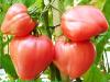 Как вырастить большой урожай помидоров в теплице