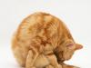 Pyometra macskákban: tünetek és kezelés