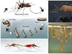 蚊はどのように繁殖するのでしょうか？