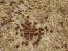 肥料としてのヤギふん - 施用の効果 ヤギふんを適切に飼育する方法