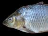 A halak osztályozása: alapvető rendszertan és példák A hal súlyának értéke a méretéből