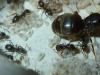 개미를 한 번에 퇴치하는 방법은 무엇입니까?