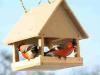 DIY 鳥の餌箱: 興味深いアイデアと実装のヒント