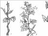 多年生のつる - 垂直につる性の植物