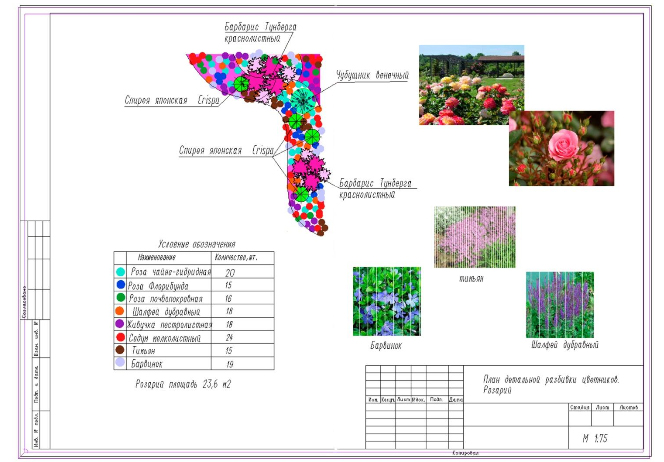 Чертеж клумбы с цветами